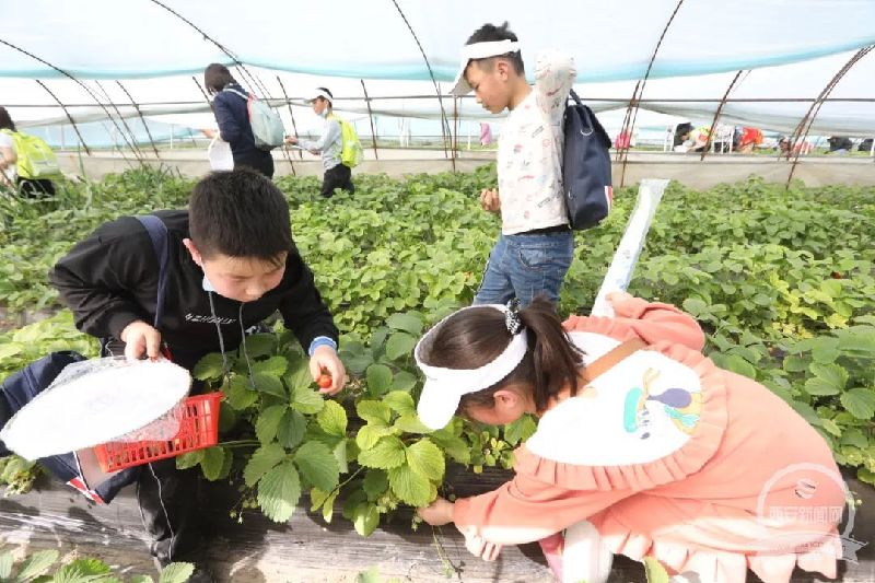 （轉載）灃西新城首屆鄉村振興高峰論壇暨第二屆草莓旅遊節舉行_fororder_b888e3ee189c21caa6dd27