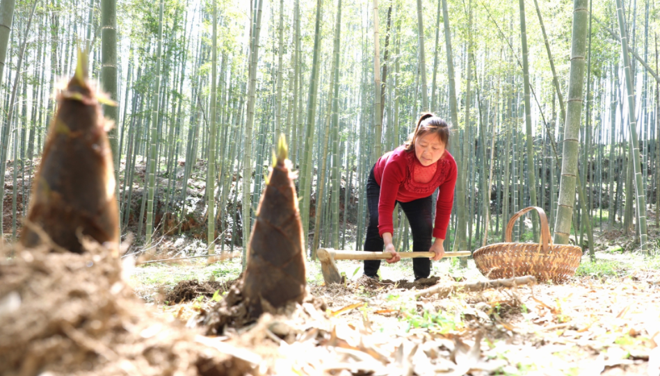 安徽歙县：问政贡笋喜丰收_fororder_2