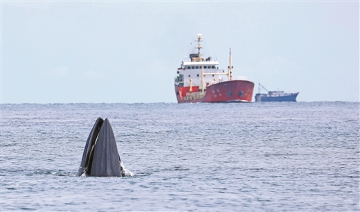 北海：多部门启动护鲸行动