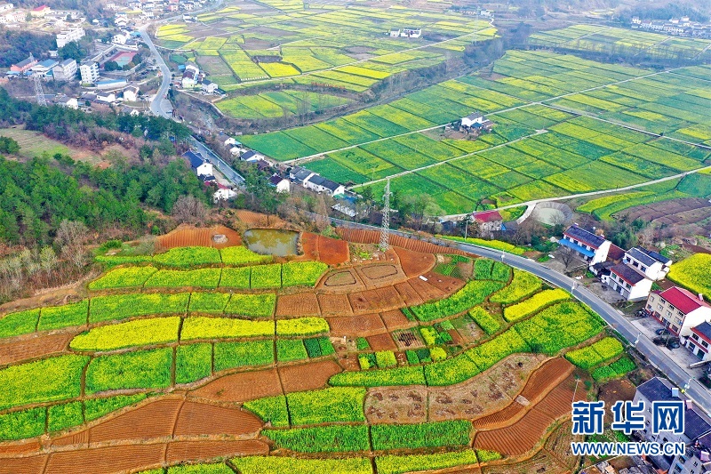 湖北宜昌：油菜花開 瞰春如畫