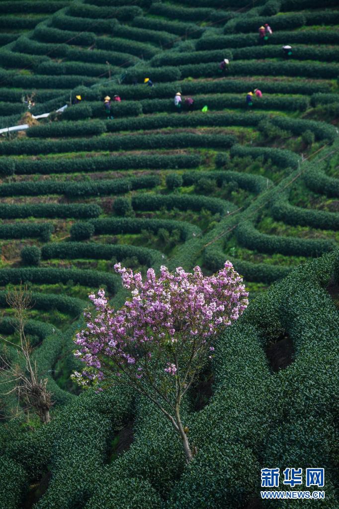 Menikmati Bunga Sakura di Taman Teh_fororder_teh2