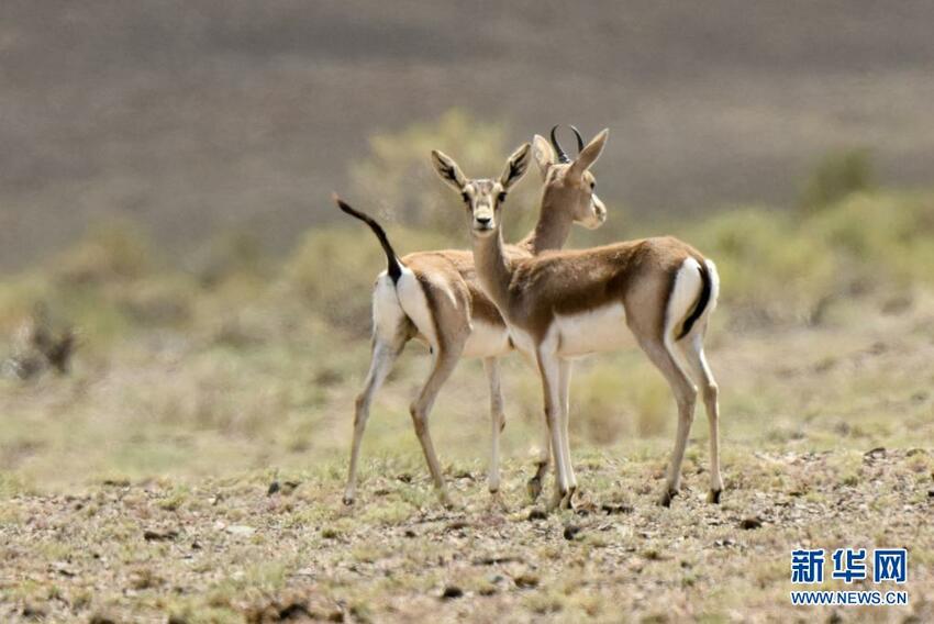 Xinjiang Yang Indah Permai_fororder_xjjs6