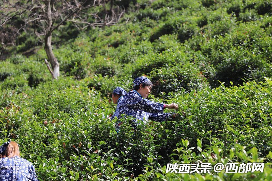 （轉載）秦嶺山水潤春茶 陜西鎮安10萬畝象園茶新鮮上市