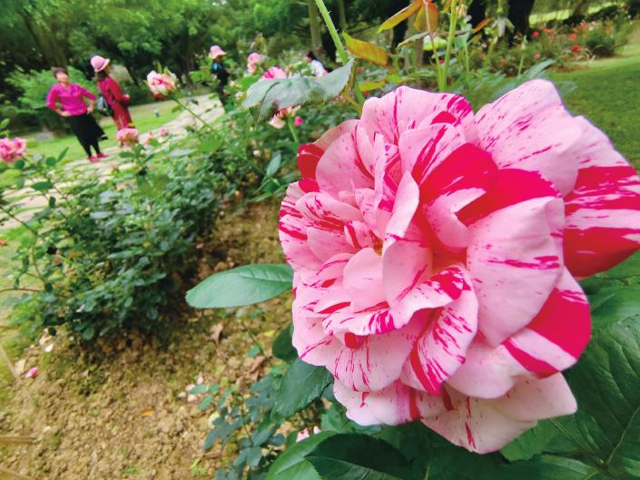 南湖公园1.7万株月季花美丽绽放
