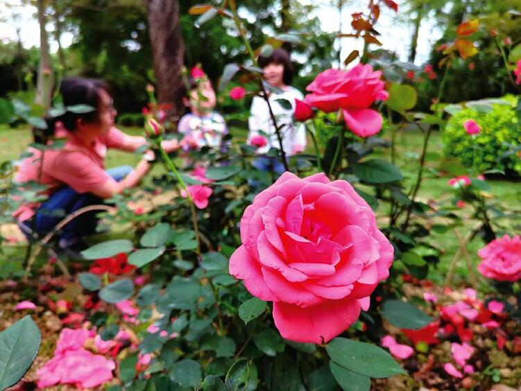 南湖公园1.7万株月季花美丽绽放