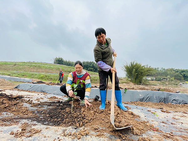 宜宾江安：贫困户收入结构已发生改变_fororder_IMG_3175