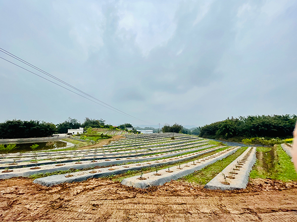 宜宾江安：贫困户收入结构已发生改变_fororder_IMG_3153