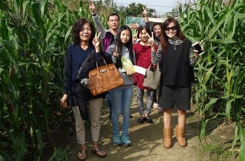 益智练体力 台湾最大“玉米迷宫”游客人数破8万