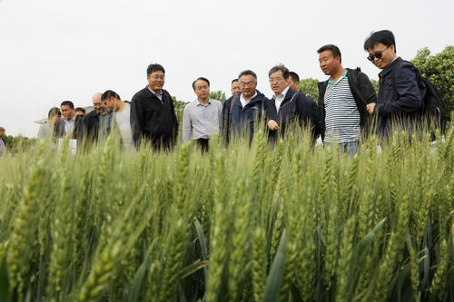 【河南供稿】2019第二屆小麥種子産業博覽會在焦作溫縣召開