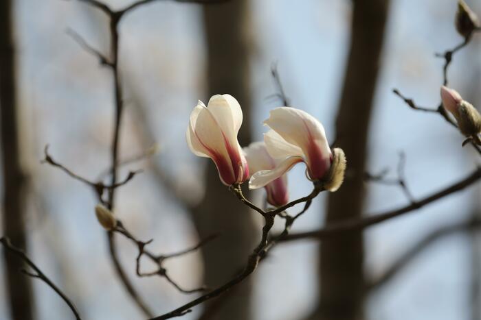 춘분, 목련꽃과 만나다._fororder_502A1216_极速看图