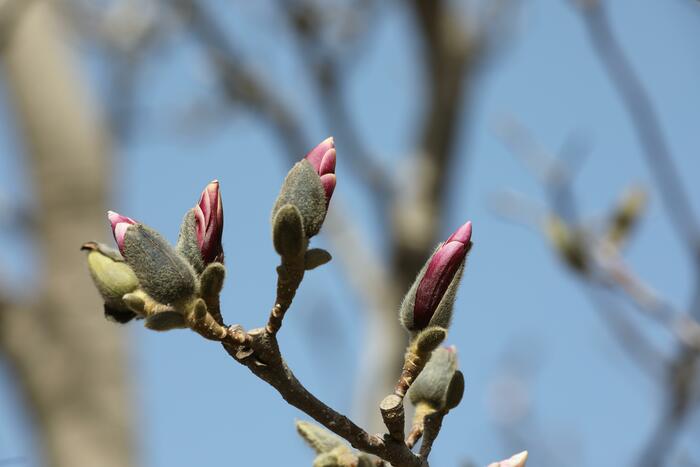 춘분, 목련꽃과 만나다._fororder_502A1304_极速看图