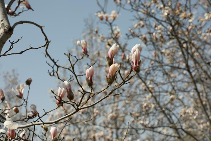 춘분, 목련꽃과 만나다._fororder_502A1230_极速看图