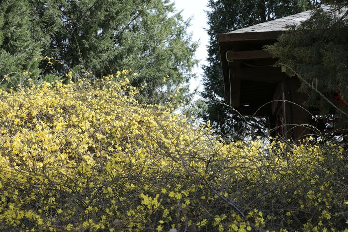 춘분, 목련꽃과 만나다._fororder_502A1287_极速看图