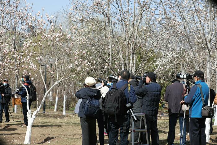 춘분, 목련꽃과 만나다._fororder_502A1239_极速看图