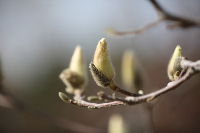 춘분, 목련꽃과 만나다._fororder_502A1193.JPG