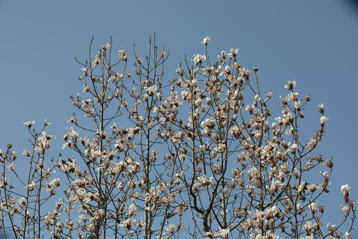 춘분, 목련꽃과 만나다._fororder_502A1250_极速看图