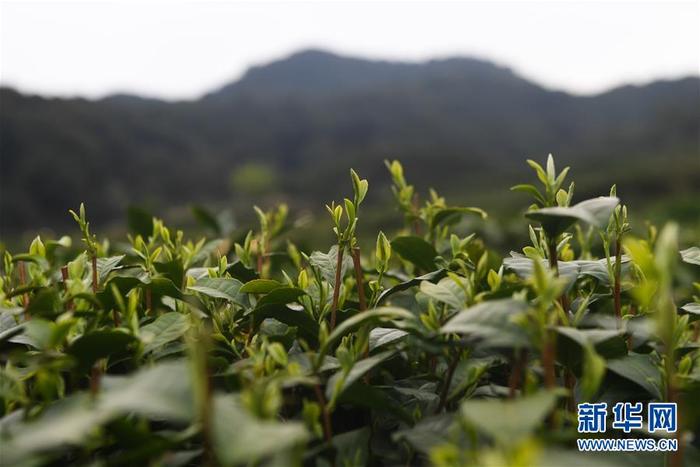 图片默认标题_fororder_1125767400_15851350627041n