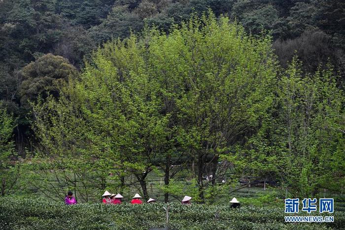 图片默认标题_fororder_1125767400_15851350625101n