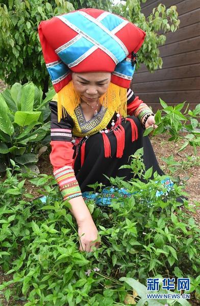 3月25日，在广西上林县巷贤镇，一名壮族女子在采摘给糯米染色所需要的植物。新华社记者 陆波岸 摄