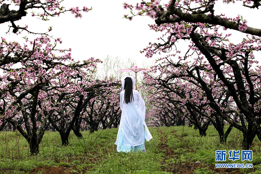 湖北安陆石场村桃花盛开 繁花若梦