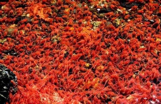 新西蘭小龍蝦群被衝上海岸“染紅”海水
