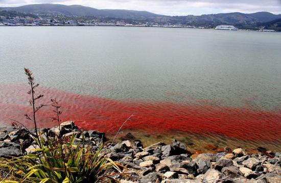 新西蘭小龍蝦群被衝上海岸“染紅”海水