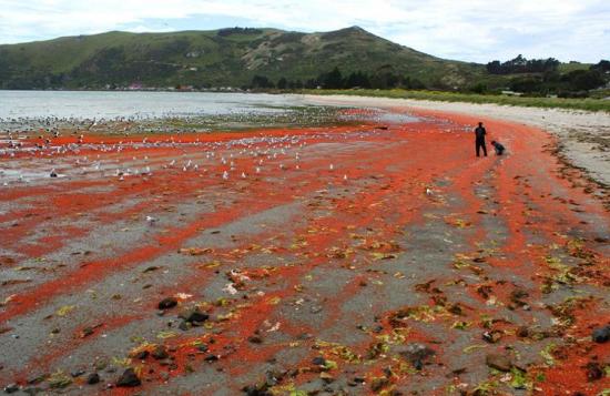 新西兰小龙虾群被冲上海岸“染红”海水