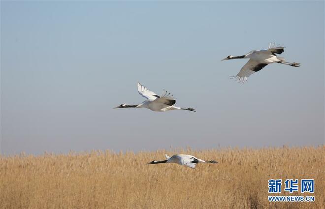 Burung Jenjang Ditemui di Heilongjiang_fororder_1126837745_16074477173721n