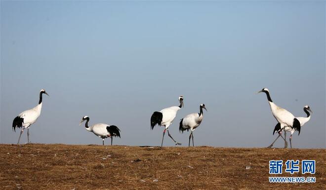 Burung Jenjang Ditemui di Heilongjiang_fororder_1126837745_16074477172641n