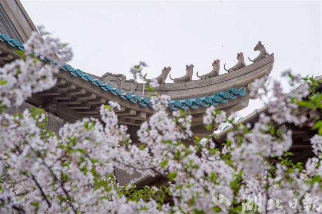 校園櫻花“雲上瞰”