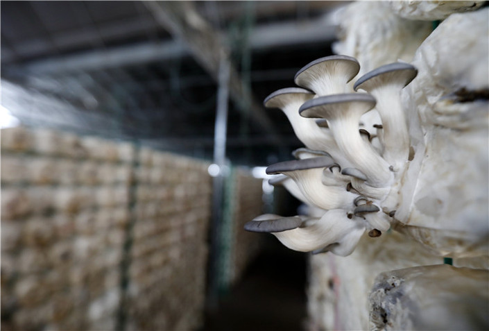 （市州）六盘水：“小菌菇”撑起“致富伞”