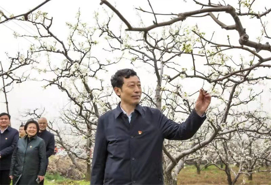 梨花乡里话丰年 平顶山市鲁山县首届酥梨文化节开幕