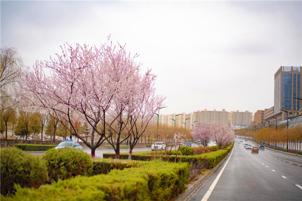 【图集】榆林春景：桃花、杏花开遍塞上驼城_fororder_图片1