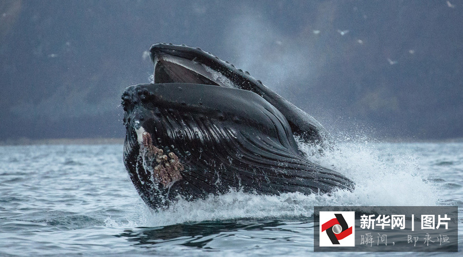 霸气！实拍座头鲸跃出海面画面