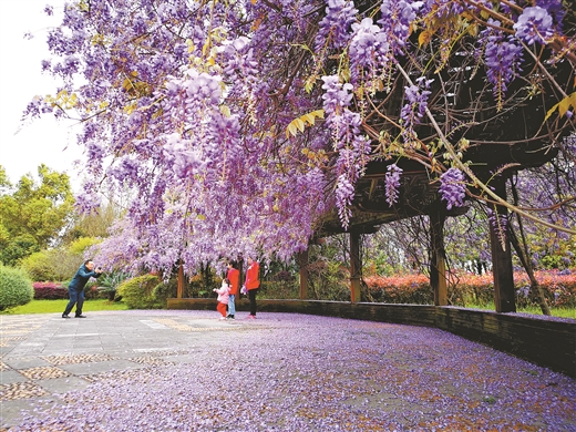 紫藤花開 美了桂林