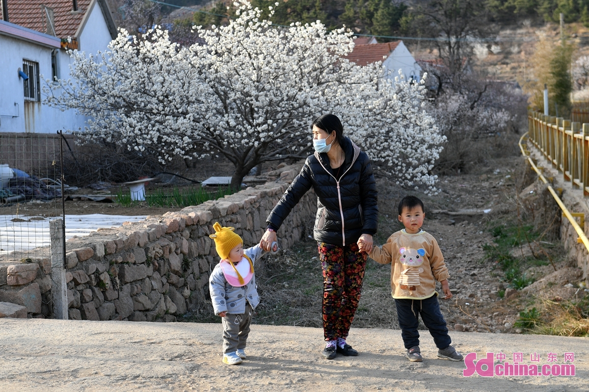 青島：櫻桃花開春滿園