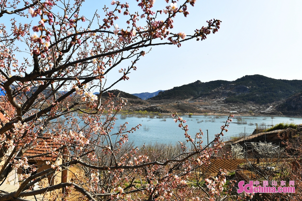 青島：櫻桃花開春滿園
