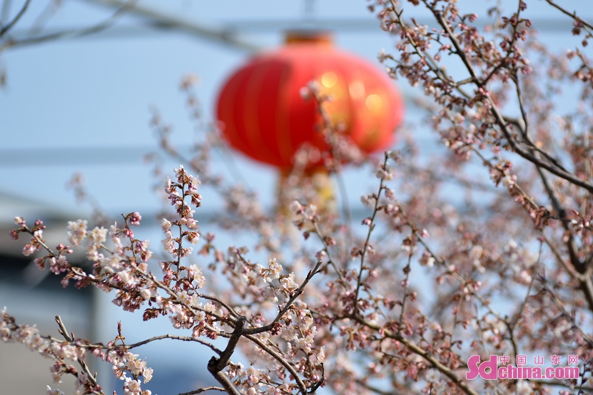 青島：櫻桃花開春滿園