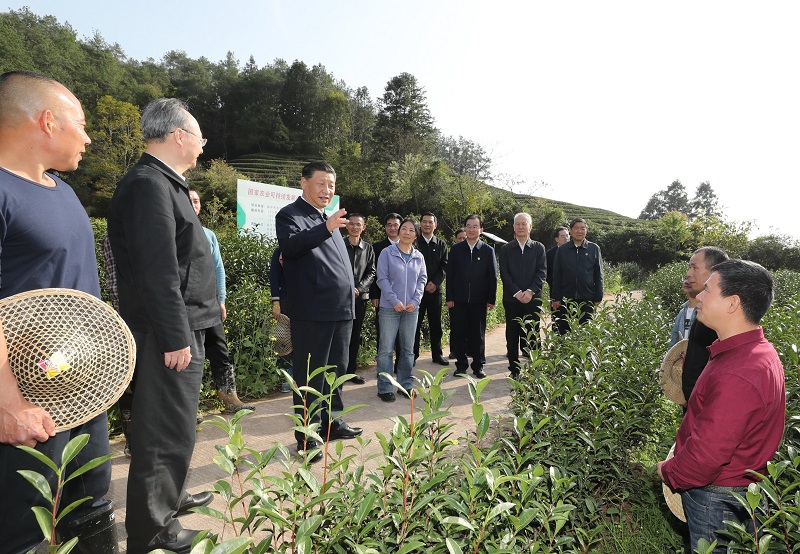 习近平察看武夷山春茶长势：把茶文化、茶产业、茶科技这篇文章做好