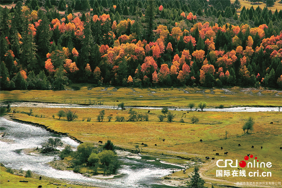 林芝鲁朗之秋 (本照片由林芝市旅游发展局提供)