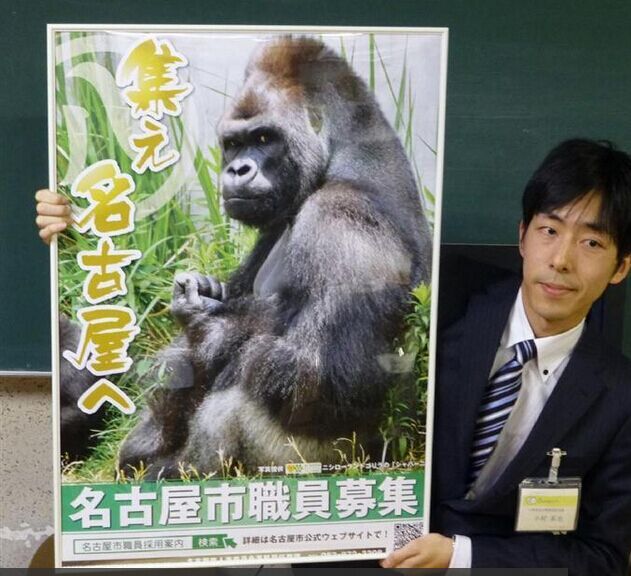 日本“型男”大猩猩成名古屋公务员招募代言人