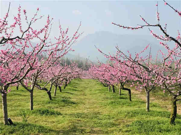 【OK】西安市長安區：春賞美景 認領桃樹體味別樣快樂
