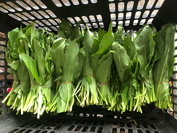 四川雅安:汉源山葱走俏 远销韩日市场