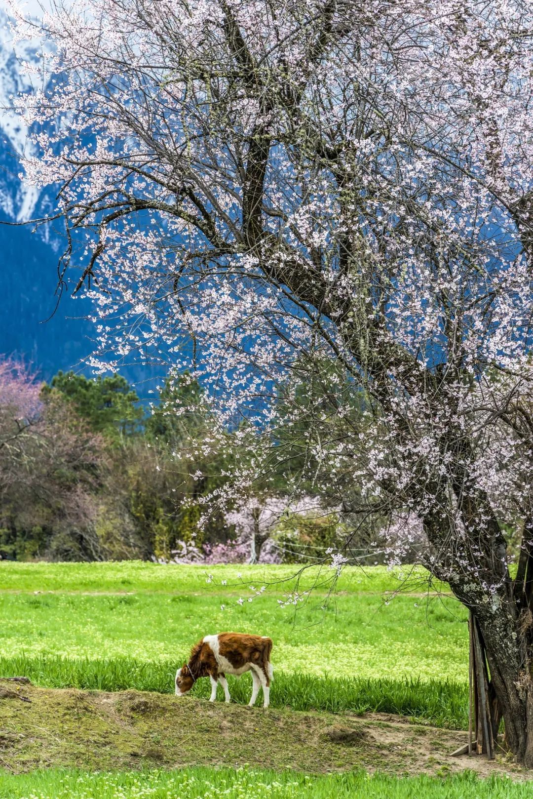 中国到底哪里的桃花最好看？