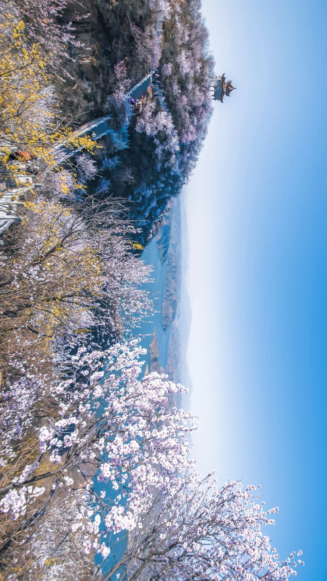 中国到底哪里的桃花最好看？