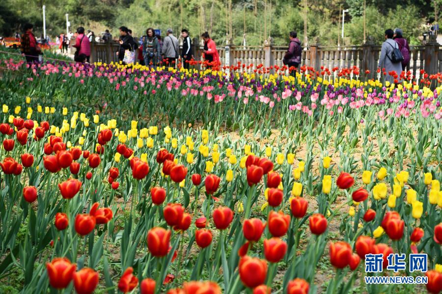 （中首）貴州龍裏：龍架山花開引客來