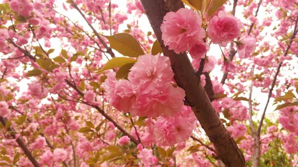 浪漫樱花富美鹤城 鹤壁樱花文化节将于4月2日开幕
