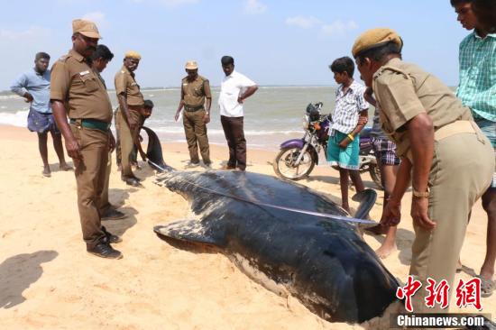 超过80具短鳍领航鲸尸体冲上印度海岸
