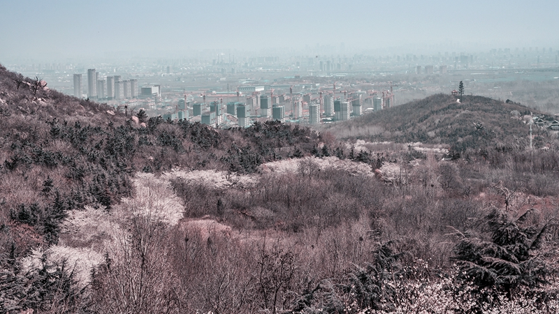 【原创】邹平：樱花山赏樱花 十里花谷盛开如霞_fororder__DSC1415