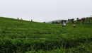 【民族要复兴 乡村必振兴】贵州清镇：以茶产业助力乡村振兴_fororder_茶